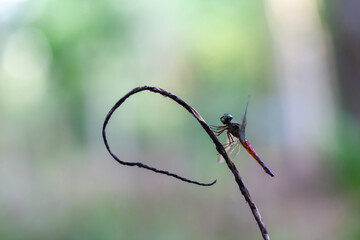 Dragonfly in unique branch