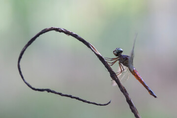 Dragonfly in unique branch