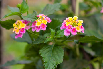 West Indian Lantana