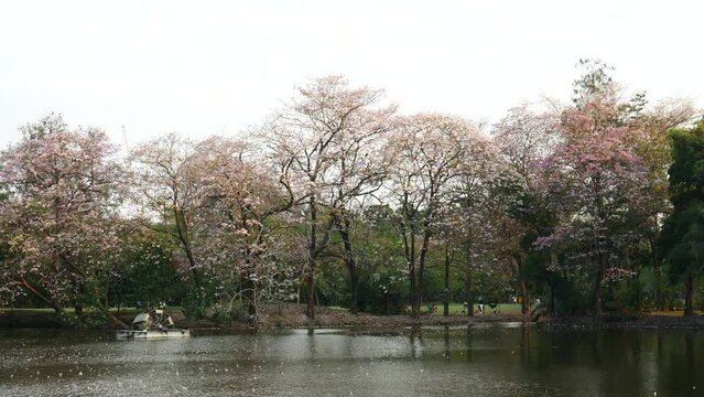 Park, Springtime and blossom