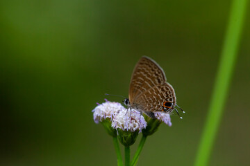 Beautiful insecta in nature place