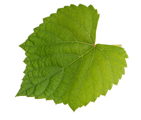 Grape leaf on white bacground, Green Greape leaf Isolate on white with clipping path.