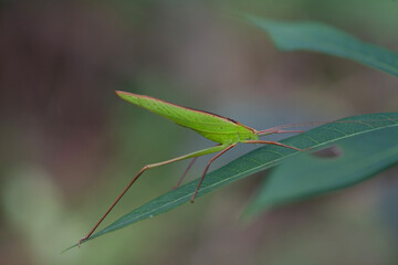 Beautiful insecta in nature place