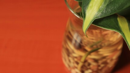 Philodendron hederaceum plant leaves on a brown table