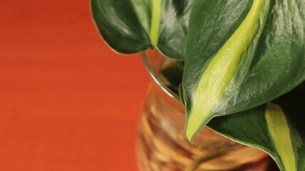 Philodendron hederaceum plant leaves on a brown table