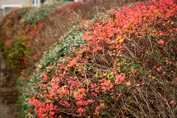 Vibrant autumn foliage in East Lothian, Scotland, showcasing the rich and varied colors of the season.