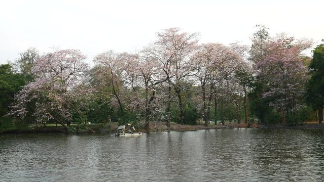 Park, Springtime and blossom