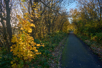 Fototapeta na wymiar A peaceful walk through the colorful autumn landscapes of East Lothian, Scotland.