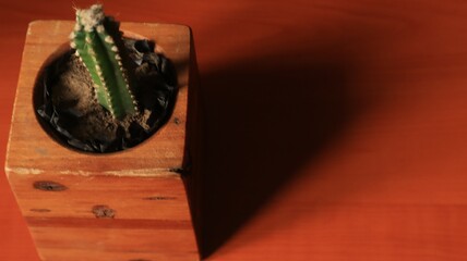 Minimalist photography, cactus ornamental plant, ideal for background