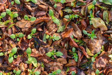 Cool flowers. Flowerbed mulched with thick layer of fallen leaves. Growing winter hardy annuals with the protection of leaves mulch.