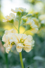 Matthiola incana, or commonly called Stock. Beautiful pastel creamy yellow double stock flowers, known to be highly scented. Matthiola background with shallow focus.