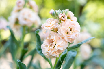 Matthiola incana, or commonly called Stock. Beautiful blush peachy colored double stock flowers, known to be highly scented. Matthiola background with shallow focus.