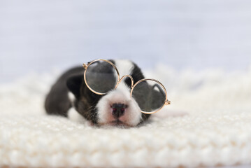 little sleepy corgi puppy fell asleep with glasses on his face