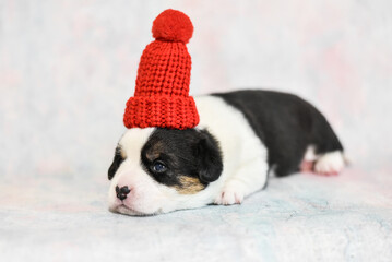 little corgi puppy in a hat