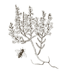 Hand drawn blooming heather and bee