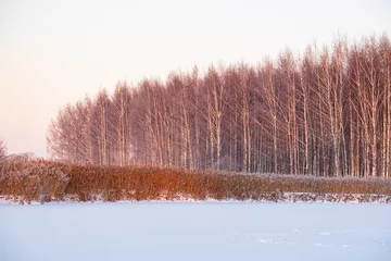 Türaufkleber Sunlit birch trees and river reeds in the snow on the river bank at sunset in winter. Golden sunset light © Neils