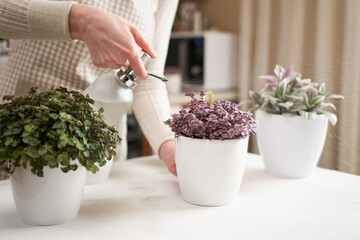 Woman spraying watering callisia Potted house plant in Human like ceramic flower planter