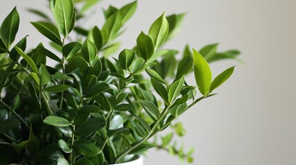 Obraz premium a close up of a potted plant with green leaves on the top of it and a white wall in the background.