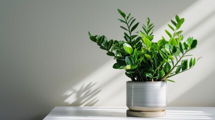  a potted plant sitting on top of a table next to a shadow of a person's shadow on the wall.