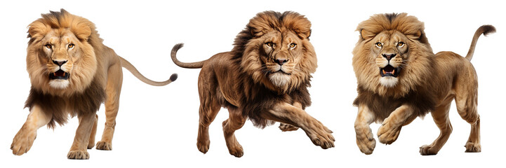 Collection of leaping lion isolated on transparent background. Wild lion that jumps and opens its mouth. Generative AI
