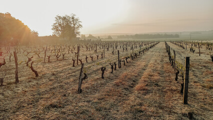Little vineyard with rows of grapevines on a misty morning with fog