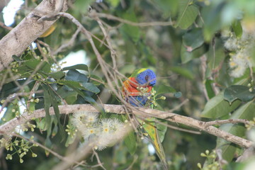 A parrot in a tree in Australia