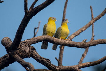 Close up of yellow footed green pigeon bird with use of selective focus perched on a tree branch