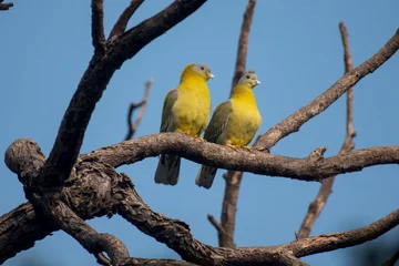 Foto op Aluminium Close up of yellow footed green pigeon bird with use of selective focus perched on a tree branch © Debashis