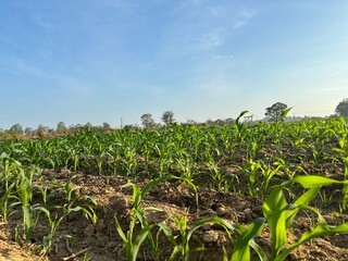 corn field with sky in background