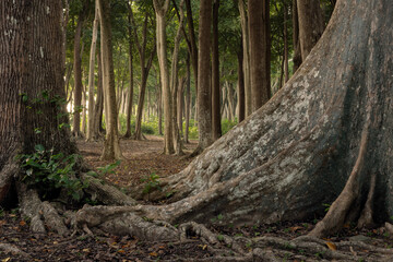 Huge tropical trees and roots in the magical, fairy tale forest at the edge of Radhanagar beach of Havelock island in Andaman and Nicobar archipelago