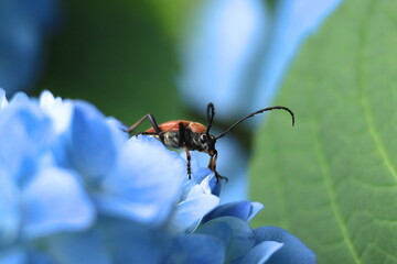 紫陽花の花にとまるアカハナカミキリ