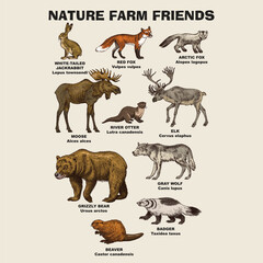 north America animals illustration pack