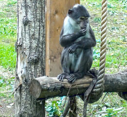 Scimmia seduta sul ramo di un albero in uno zoo 626