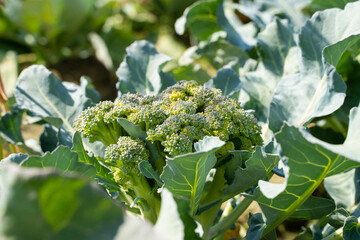 Broccoli growing in a home garden on a sunny summer day. Growing healthy vegetables