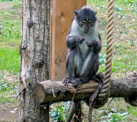 Scimmia seduta sul ramo di un albero in uno zoo nel parco 629