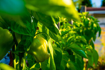 The fruit of a green sweet bell pepper grows in a vegetable garden, close-up