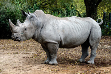 Naklejka premium Rinoceronte bianco, Ceratotherium simum 639