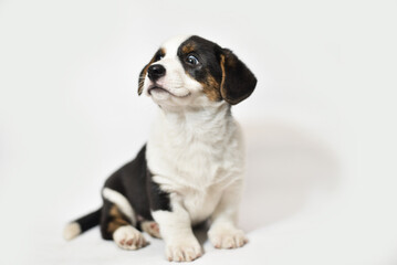 small Welsh Corgi Cardigan puppy on a white background smiling