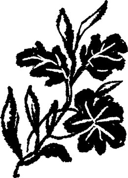 Botanical Handrawn