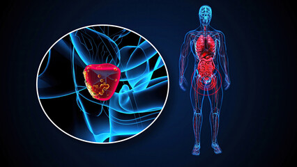 4K abstract 3D illustration of the prostate