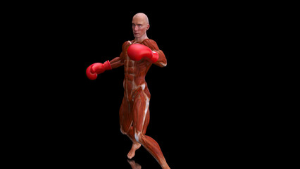 Abstract 3D anatomy of a man boxing
