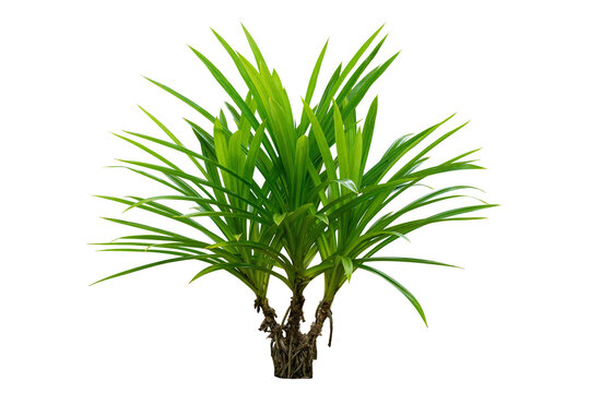 pandan leaves plant isolated