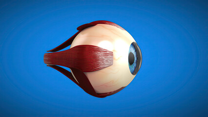 3D anatomical model of an Eye