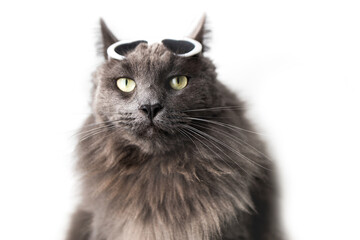 Cute funny gray fluffy cCute funny gray fluffy cat sits with heart-shaped sunglasses on his head....