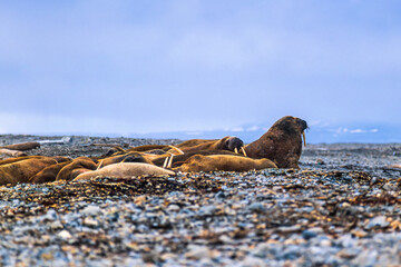 Walruses resting on a beach in Svalbard