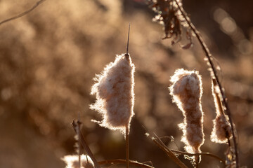 reeds in winter