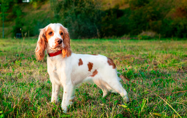 English cocker spaniel puppy standing sideways on green grass. The white dog turned its head. Stand. Hunter. Training. The photo is blurred.