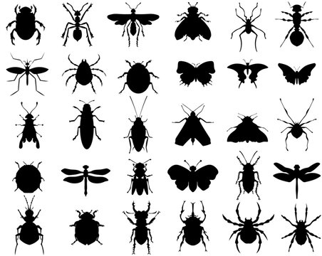 Insect silhouette vector design icon collection in different types of variations