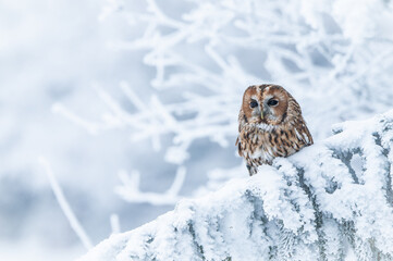 The tawny owl perching on the branch in dream snowy country