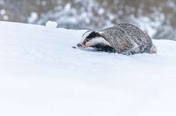 The european badger sniffs to the orange leaf in winter snowed country